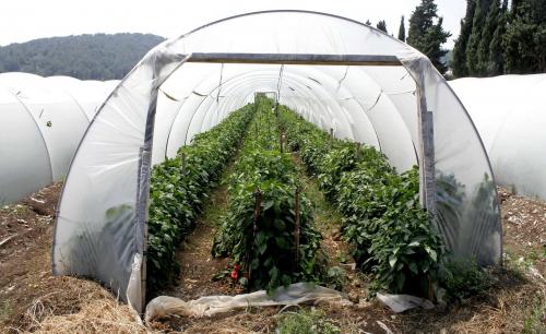 Перец сладкий выращивание. Выращивание рассады 05 Перец сладкий выращивание. Выращивание рассады 05