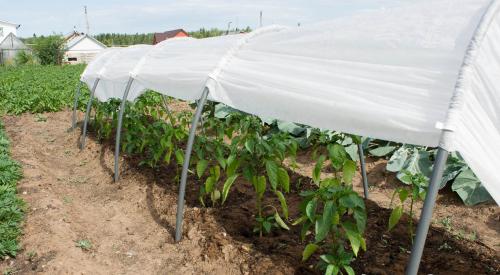 Перец сладкий выращивание. Выращивание рассады 03 Перец сладкий выращивание. Выращивание рассады 03