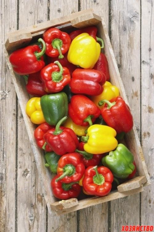 10 ошибок при выращивании сладкого перца. 10 ошибок при выращивании перца