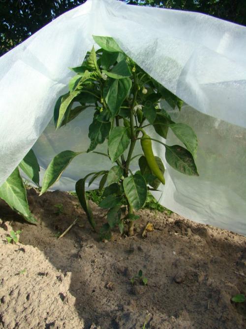 Перец сладкий выращивание. Выращивание рассады 04 Перец сладкий выращивание. Выращивание рассады 04