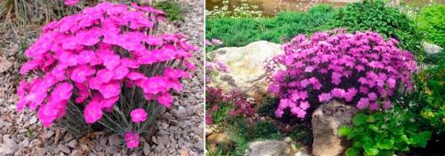 Гвоздика многолетняя уход. Гвоздика: виды, уход в саду и дома