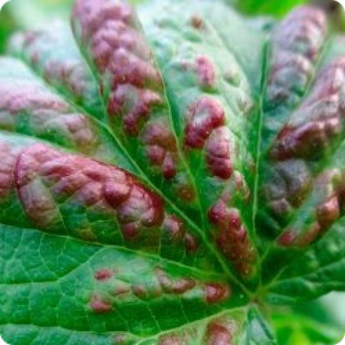 Заболевания малины и как с ними бороться. ОСНОВНЫЕ БОЛЕЗНИ МАЛИНЫ И КАК С НИМИ ПРАВИЛЬНО БОРОТЬСЯ