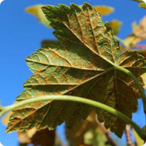 Заболевания малины и как с ними бороться. ОСНОВНЫЕ БОЛЕЗНИ МАЛИНЫ И КАК С НИМИ ПРАВИЛЬНО БОРОТЬСЯ