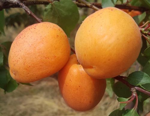 Самые устойчивые сорта абрикосов. Лучшие сорта абрикосов — самые вкусные, крупные и урожайные