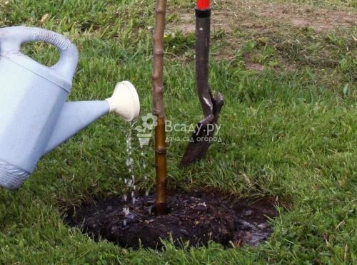 Как ухаживать за абрикосом в средней полосе. Уход за абрикосом в средней полосе России 01