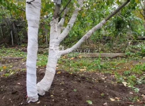 Как ухаживать за абрикосом в средней полосе. Уход за абрикосом в средней полосе России 02