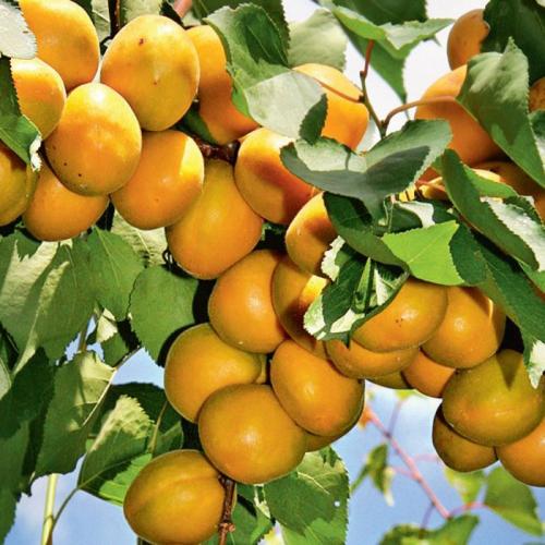 Самые устойчивые сорта абрикосов. Лучшие сорта абрикосов — самые вкусные, крупные и урожайные