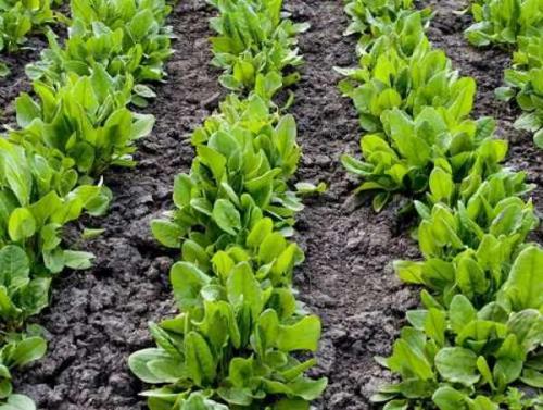 Можно ли есть щавель осенью. Диетолог рассказал, чем опасен щавель 02 Можно ли есть щавель осенью. Диетолог рассказал, чем опасен щавель 02