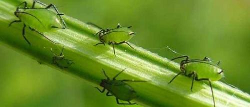 Можно ли есть щавель осенью. Диетолог рассказал, чем опасен щавель 07 Можно ли есть щавель осенью. Диетолог рассказал, чем опасен щавель 07