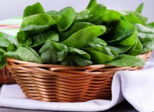 Щавель опасен. Щавель — лечебные свойства и противопоказания, применение в народной медицине