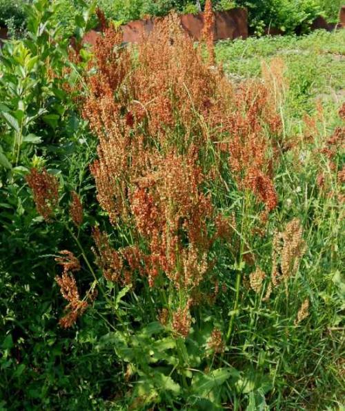 Можно ли есть щавель осенью. Диетолог рассказал, чем опасен щавель 06 Можно ли есть щавель осенью. Диетолог рассказал, чем опасен щавель 06