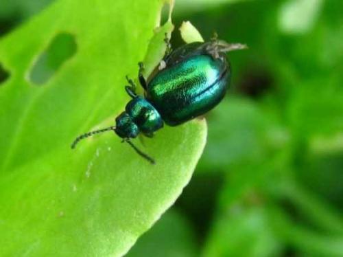 Можно ли есть щавель осенью. Диетолог рассказал, чем опасен щавель 08 Можно ли есть щавель осенью. Диетолог рассказал, чем опасен щавель 08