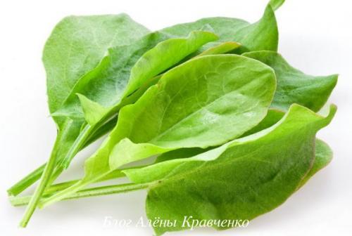 Щавель опасен. Щавель — лечебные свойства и противопоказания, применение в народной медицине