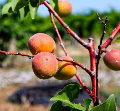 Самые устойчивые сорта абрикосов. Лучшие сорта абрикосов — самые вкусные, крупные и урожайные