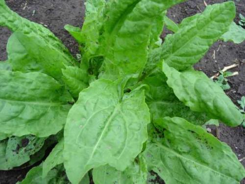 Можно ли есть щавель осенью. Диетолог рассказал, чем опасен щавель 04 Можно ли есть щавель осенью. Диетолог рассказал, чем опасен щавель 04