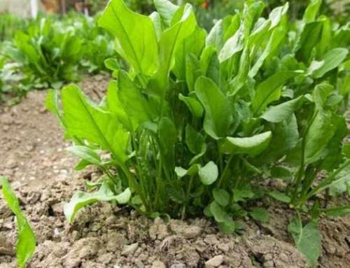 Можно ли есть щавель осенью. Диетолог рассказал, чем опасен щавель 05 Можно ли есть щавель осенью. Диетолог рассказал, чем опасен щавель 05