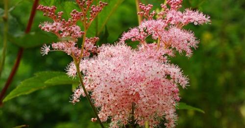 Семена трав для чая. Какие травы полезно добавлять в чай: 32 растения для чая