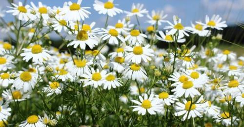 Семена трав для чая. Какие травы полезно добавлять в чай: 32 растения для чая