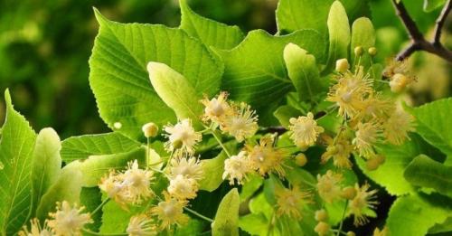 Семена трав для чая. Какие травы полезно добавлять в чай: 32 растения для чая