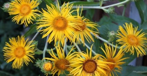 Семена трав для чая. Какие травы полезно добавлять в чай: 32 растения для чая