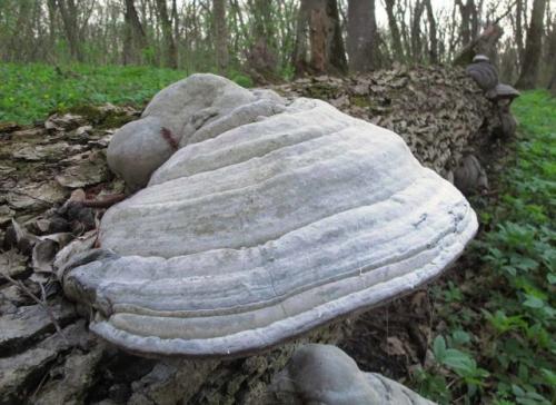 Трутовик настоящий: лечебные свойства и применение, отзывы