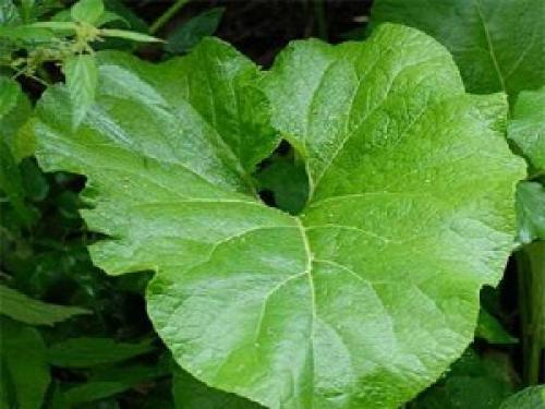 Травы Урала для чая. Травы Урала фото