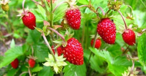 Семена трав для чая. Какие травы полезно добавлять в чай: 32 растения для чая