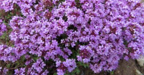 Семена трав для чая. Какие травы полезно добавлять в чай: 32 растения для чая