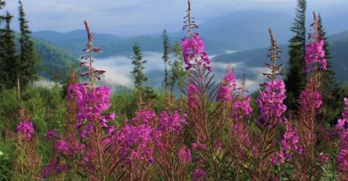 Семена трав для чая. Какие травы полезно добавлять в чай: 32 растения для чая
