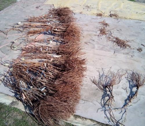 Все о винограде для начинающих. Все этапы выращивания винограда от А до Я