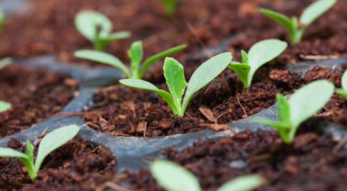 Как вырастить виноград из косточки. Выращивание виноградной лозы из косточки