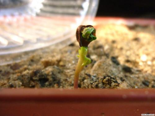 Как вырастить виноград из косточки. Выращивание виноградной лозы из косточки