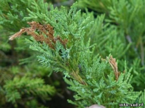 Болезни туй и можжевельников. Про дачу. О болезнях можжевельников