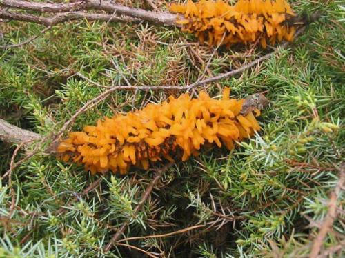 Болезни туй и можжевельников. Про дачу. О болезнях можжевельников