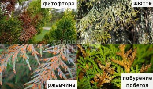 Какие болезни и вредители поражают туи. 02
