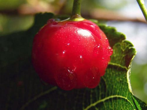 Что любит вишня. Как посадить вишню весной