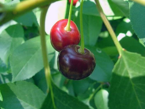 Что любит вишня. Как посадить вишню весной