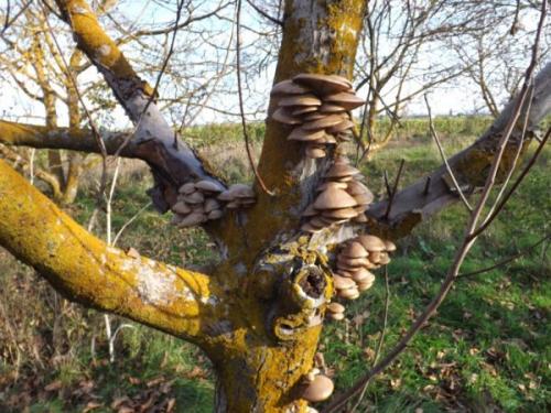 Какие грибы растут в яблоневом саду. Классификация