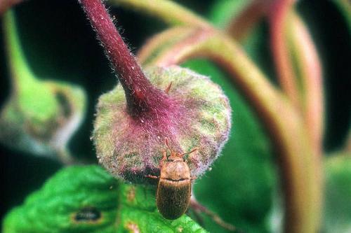 Вредители малины