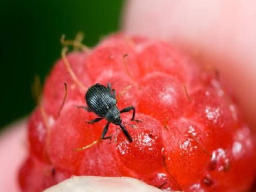 Как спасти малину. Как и чем обработать малину весной