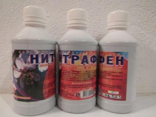 Как спасти малину. Как и чем обработать малину весной