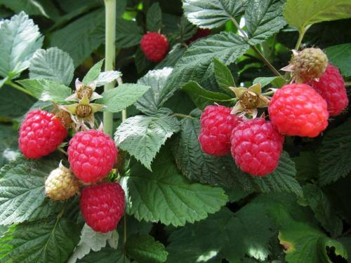 Как спасти малину. Как и чем обработать малину весной