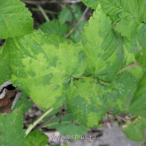 Курчавость и Желтая карликовость малины. Кустистая карликовость малины