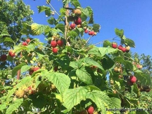 Курчавость и Желтая карликовость малины. Кустистая карликовость малины 02