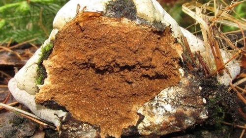 Что делать обнаружив гриб трутовик на плодовом дереве. Прожорливый гриб: трутовик на плодовом дереве — очень плохая примета 10