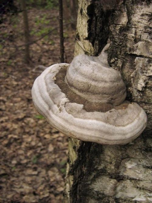 Что делать обнаружив гриб трутовик на плодовом дереве. Прожорливый гриб: трутовик на плодовом дереве — очень плохая примета 06