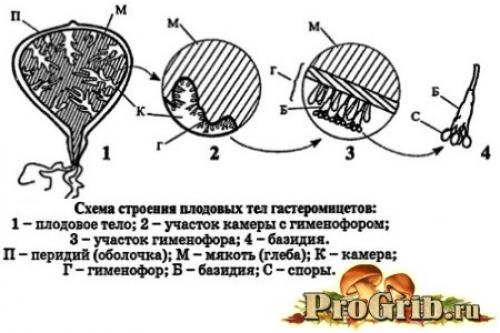 Трутовик и дерево. Сокровище, подаренное природой: подробное описание и особенности трутовика