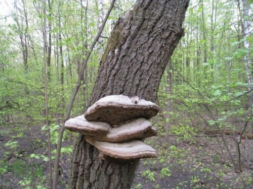 Что делать обнаружив гриб трутовик на плодовом дереве. Прожорливый гриб: трутовик на плодовом дереве — очень плохая примета 08
