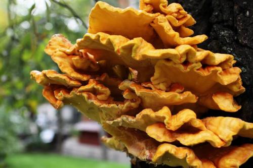 Что делать обнаружив гриб трутовик на плодовом дереве. Прожорливый гриб: трутовик на плодовом дереве — очень плохая примета