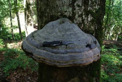 Что делать обнаружив гриб трутовик на плодовом дереве. Прожорливый гриб: трутовик на плодовом дереве — очень плохая примета 07